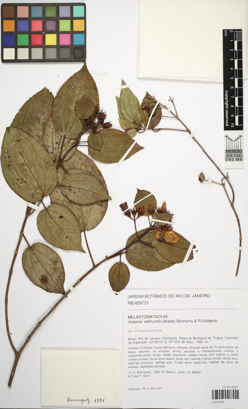 Huberia edmundoi