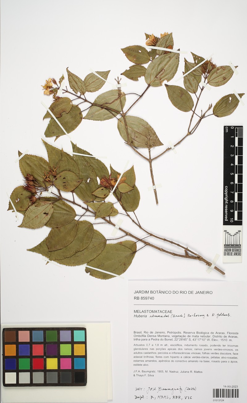Huberia edmundoi photo 2