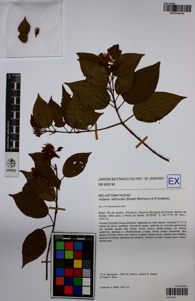 Huberia edmundoi photo 4