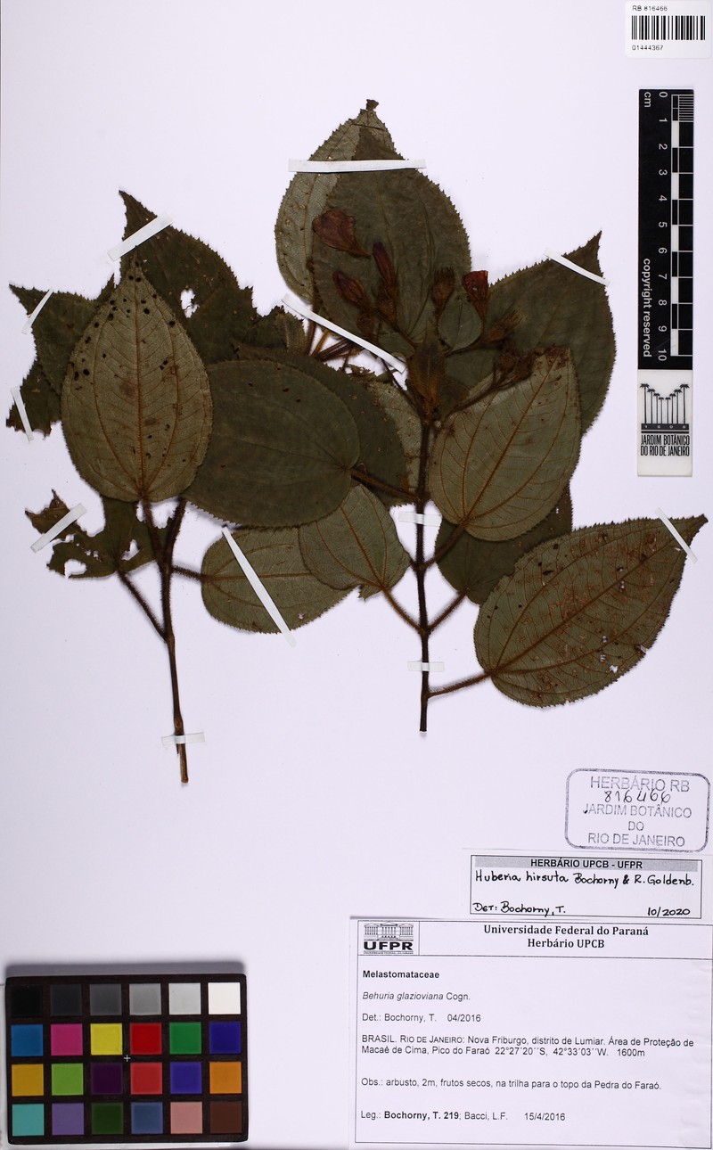 Huberia hirsuta