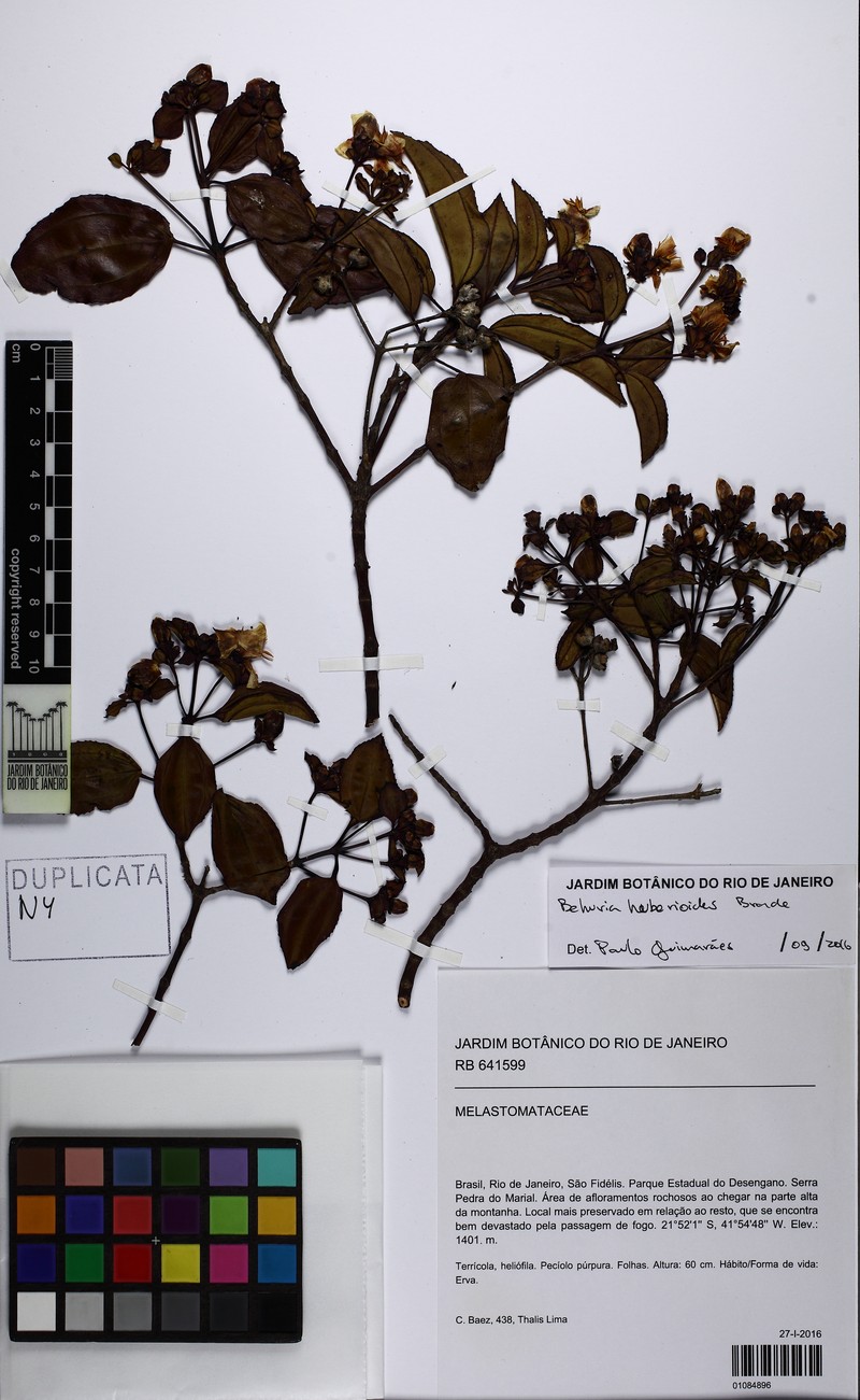 Huberia huberioides
