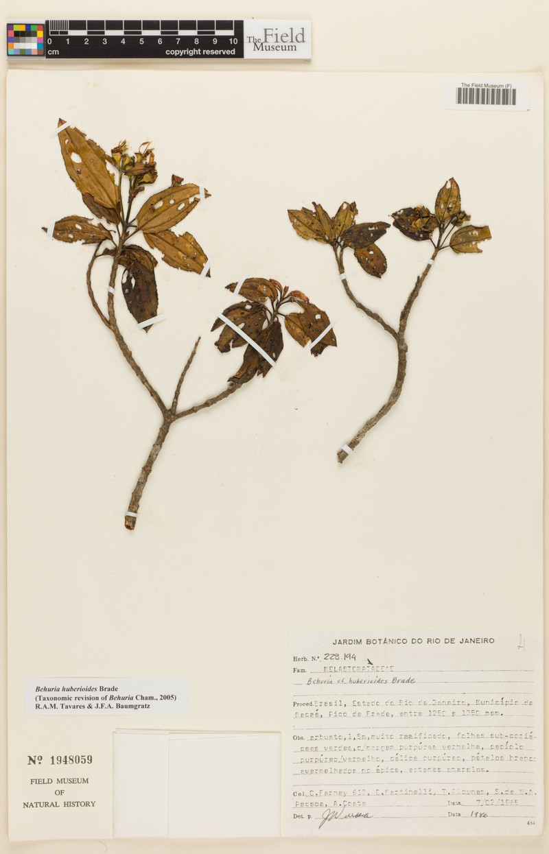 Huberia huberioides photo 2
