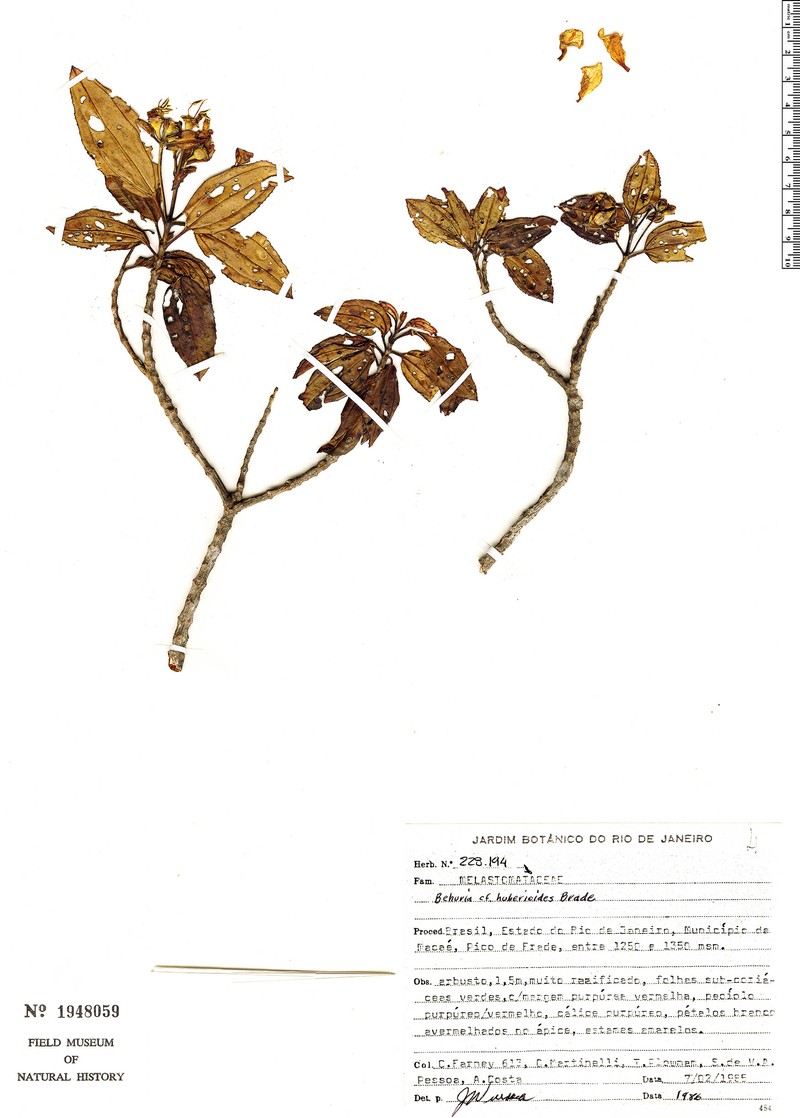 Huberia huberioides photo 3