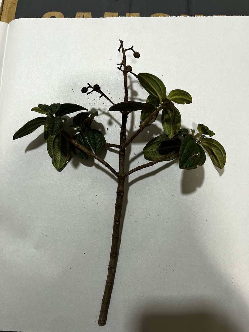 Huberia kollmannii