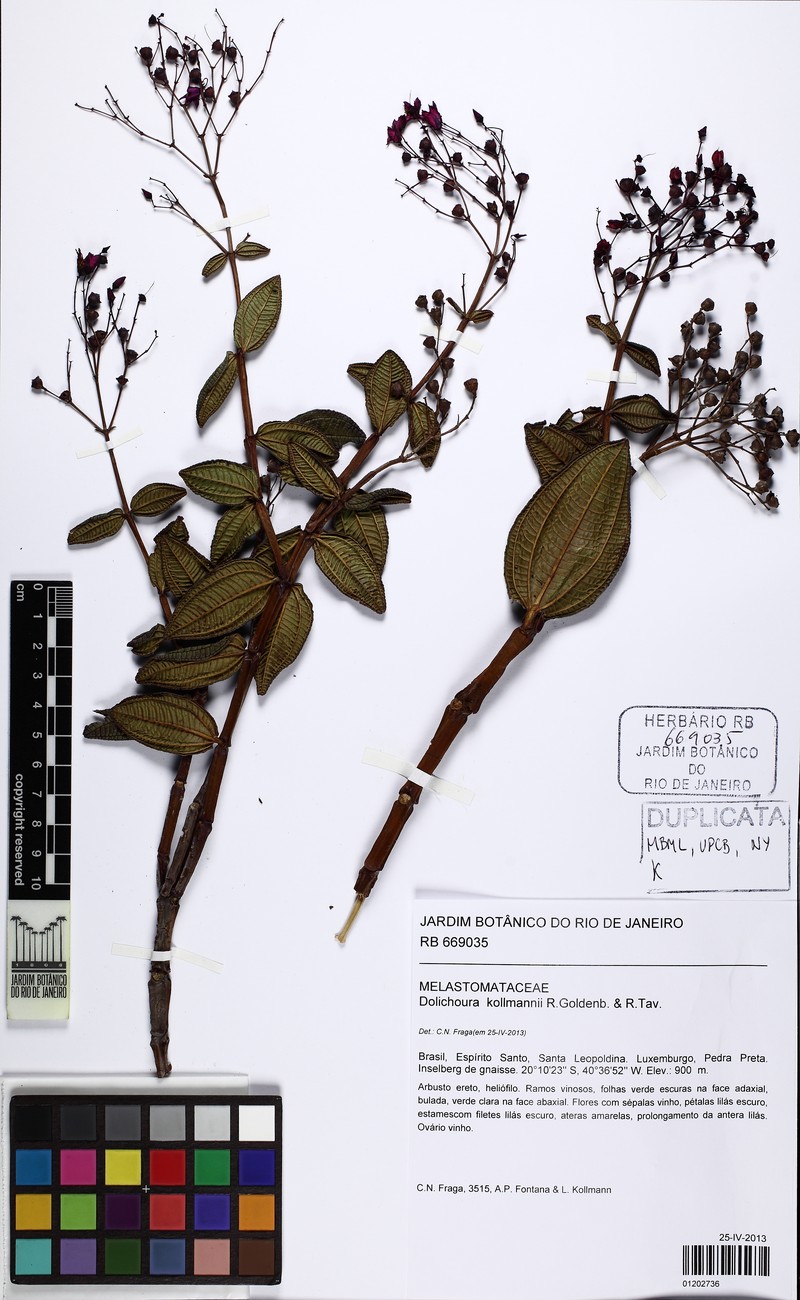 Huberia kollmannii photo 2