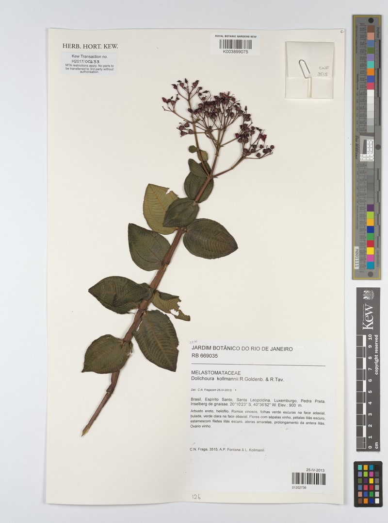 Huberia kollmannii photo 3