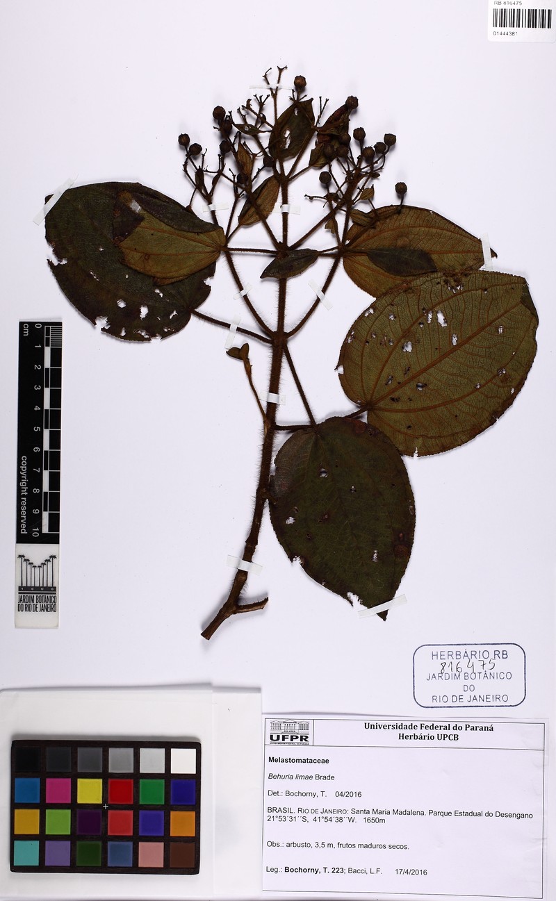 Huberia limae