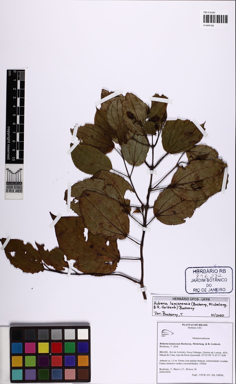 Huberia lumiarensis