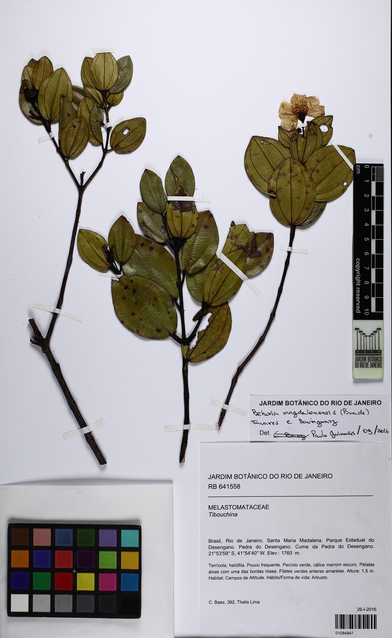Huberia magdalenensis