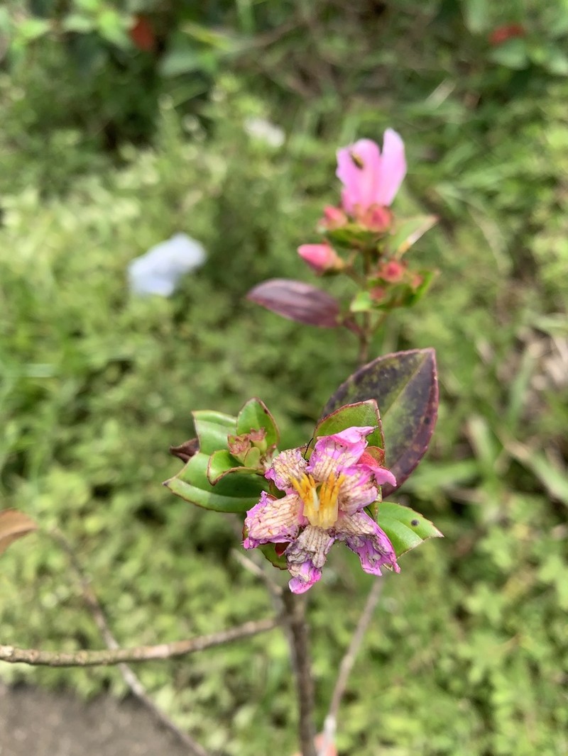 Huberia mestrealvarensis