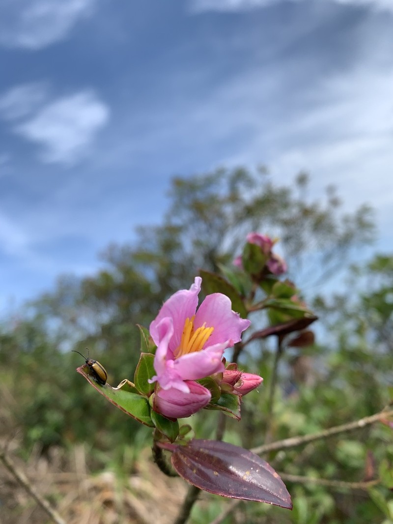 Huberia mestrealvarensis photo 2