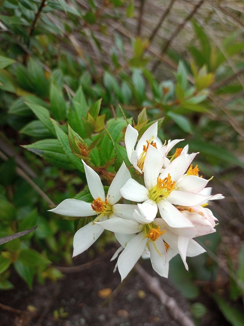 Huberia minutifolia