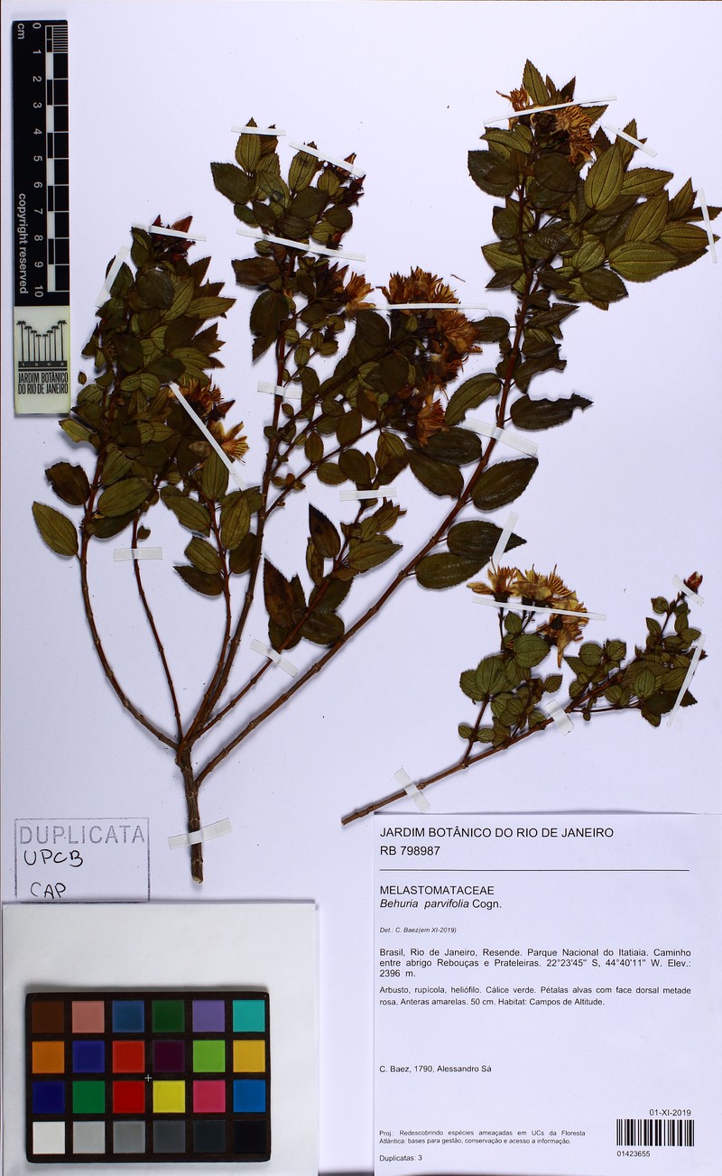 Huberia minutifolia photo 2