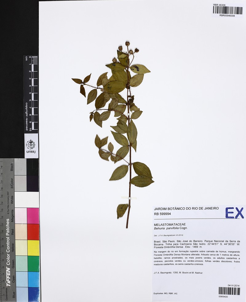 Huberia minutifolia photo 3