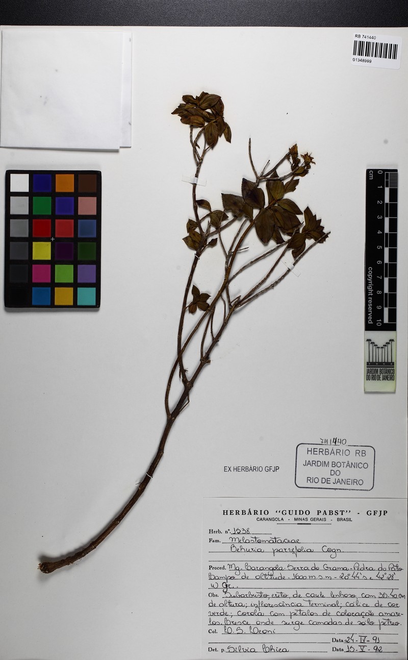 Huberia minutifolia photo 4