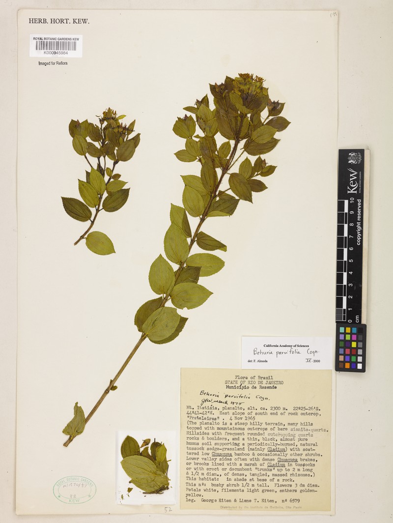 Huberia minutifolia photo 5