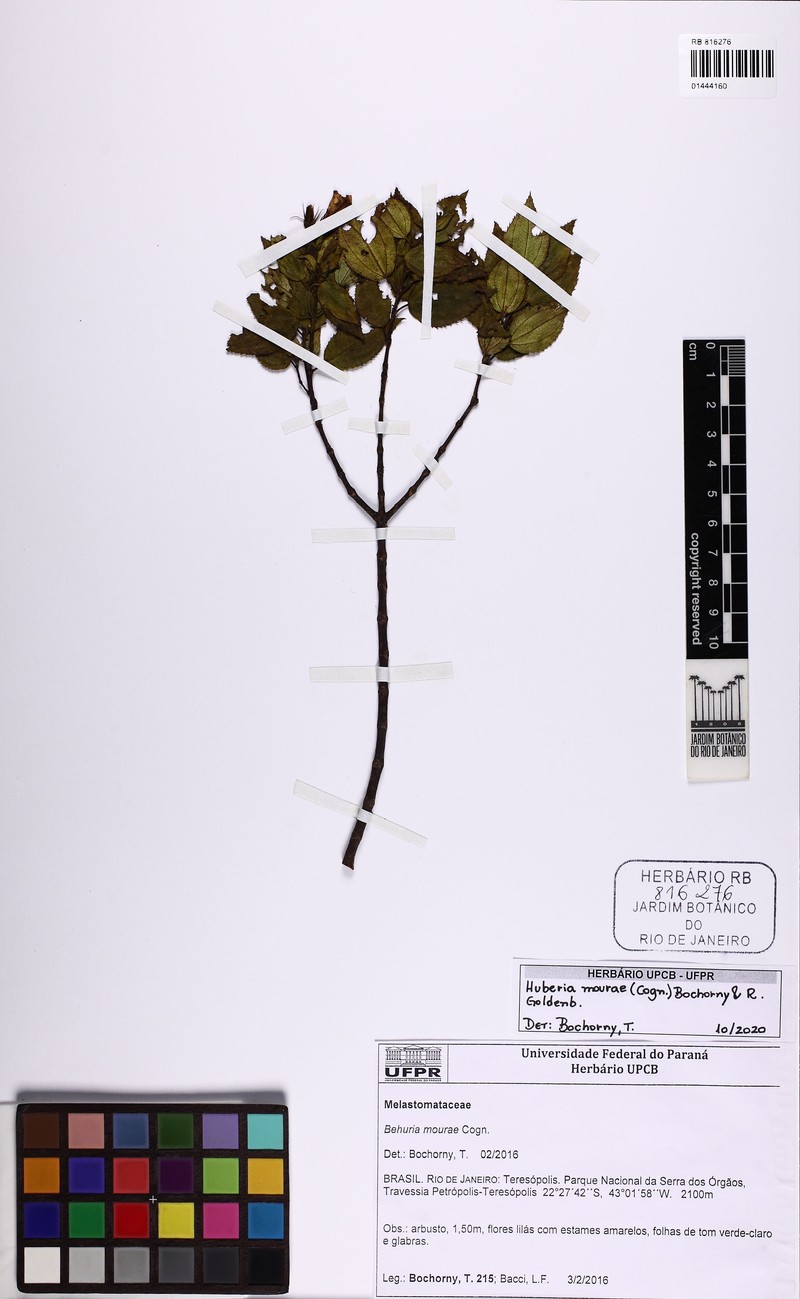 Huberia mourae