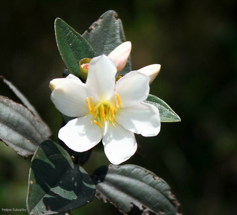Huberia organensis