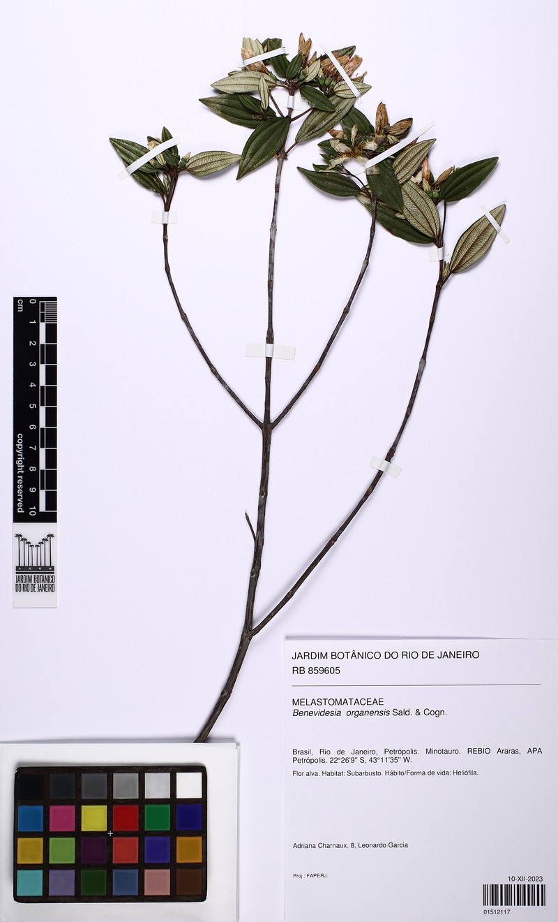 Huberia organensis photo 2