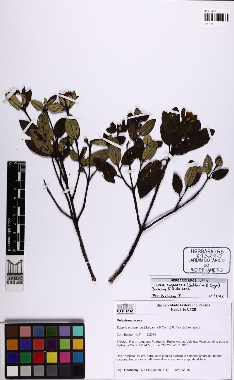 Huberia organensis photo 3