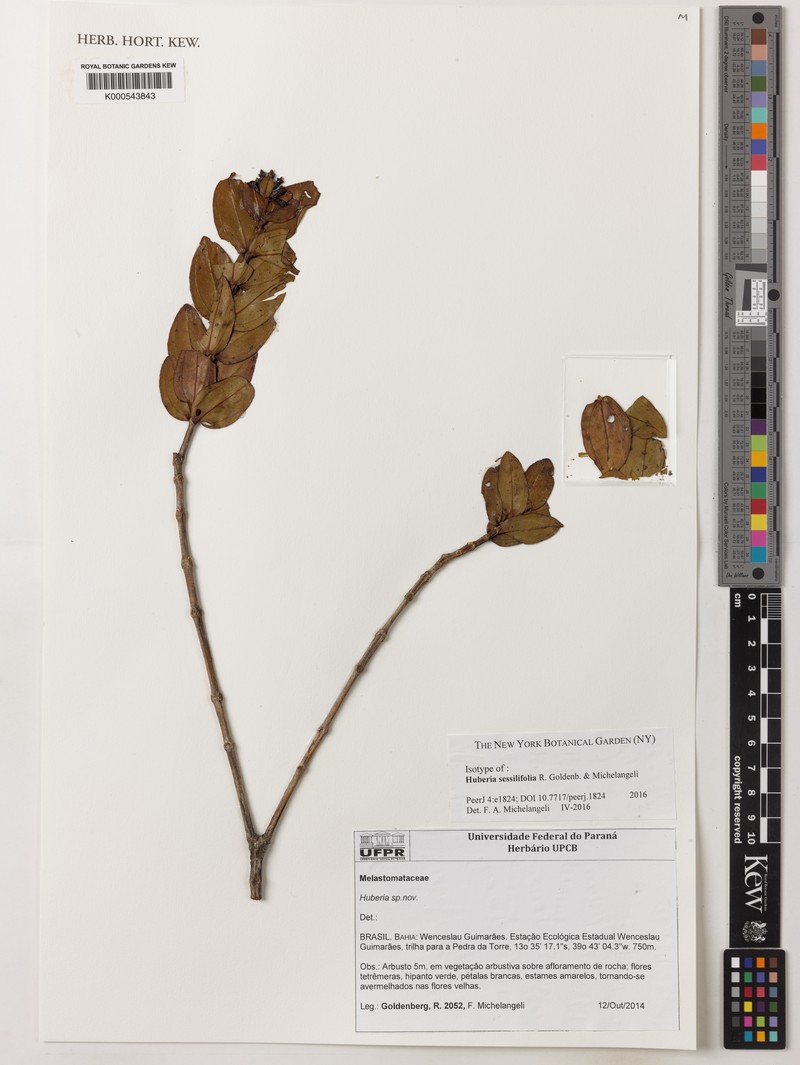 Huberia sessilifolia