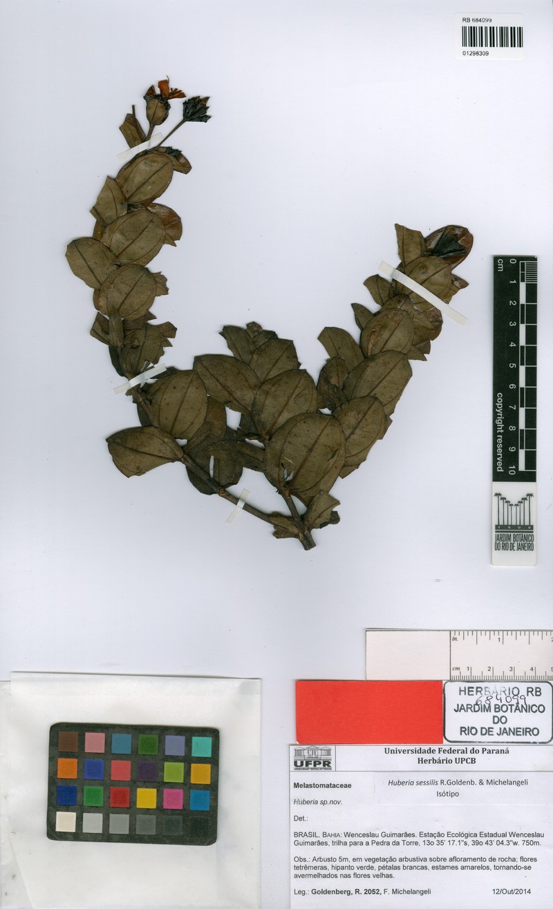 Huberia sessilifolia photo 2