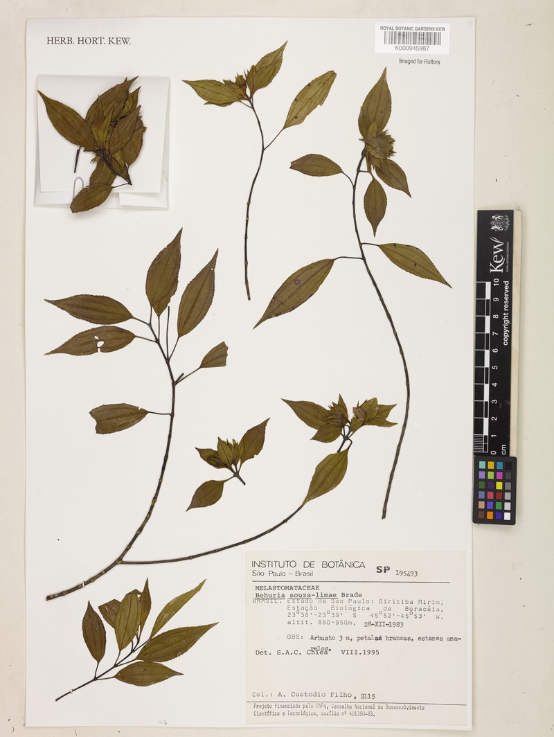 Huberia souza-limae