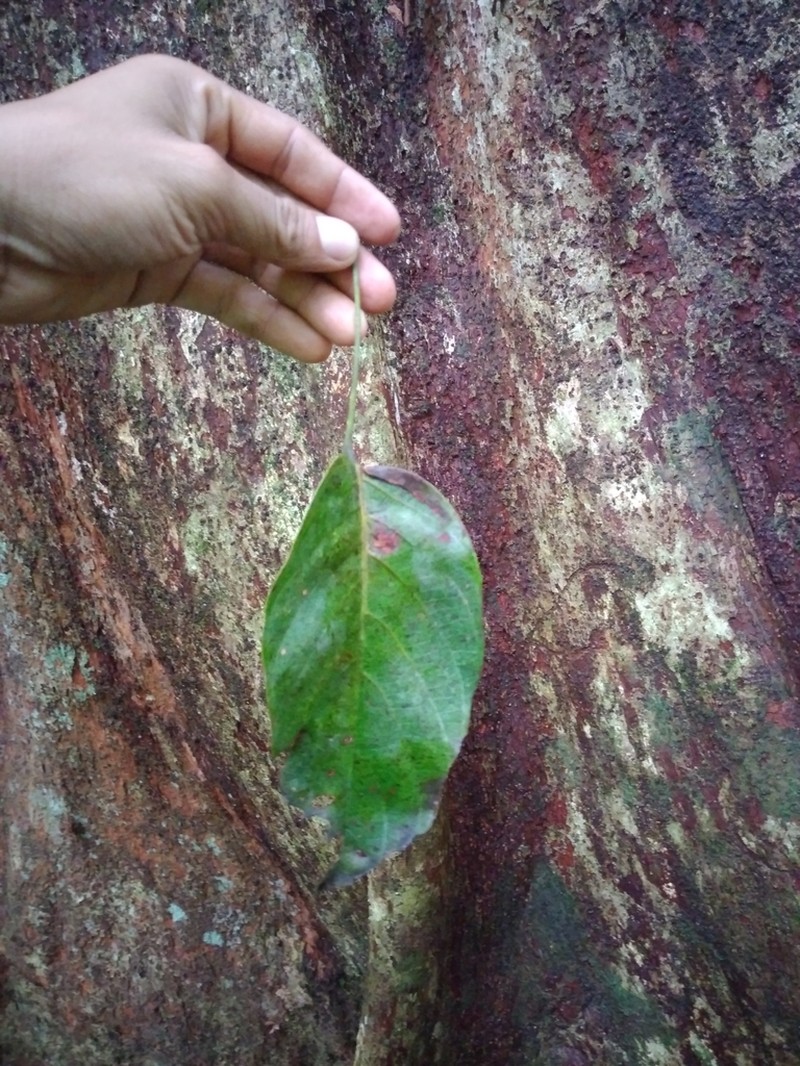 Huberodendron allenii