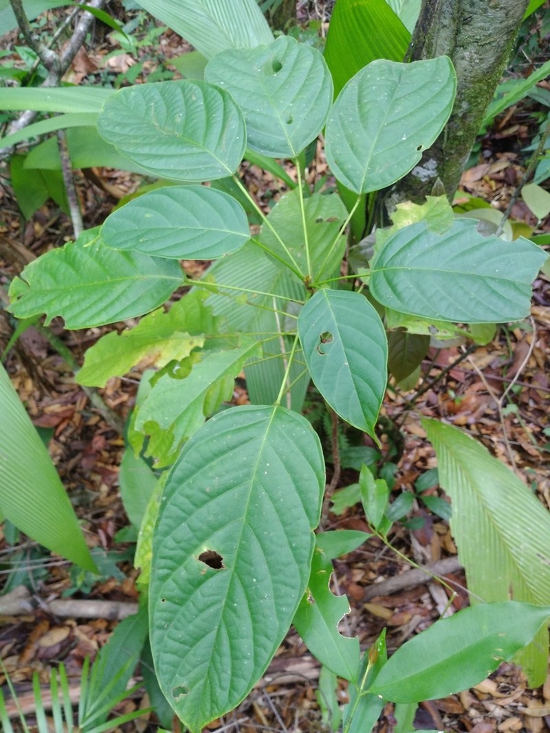 Huberodendron allenii photo 6