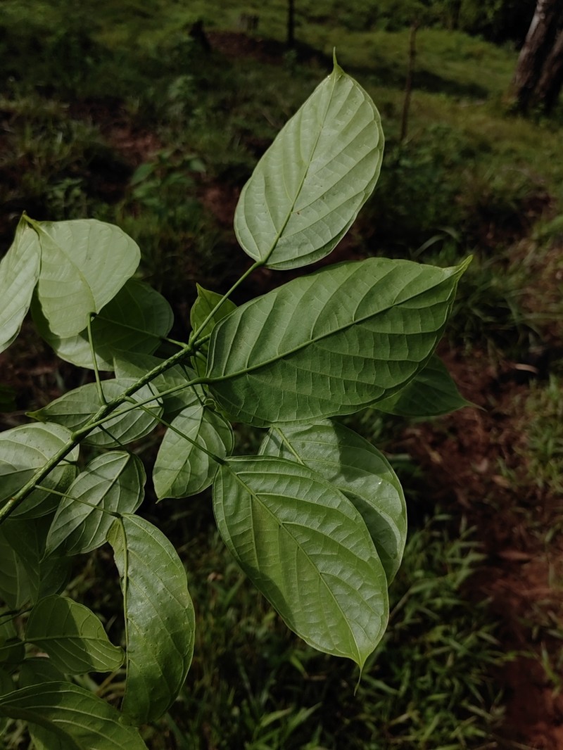 Huberodendron allenii photo 7