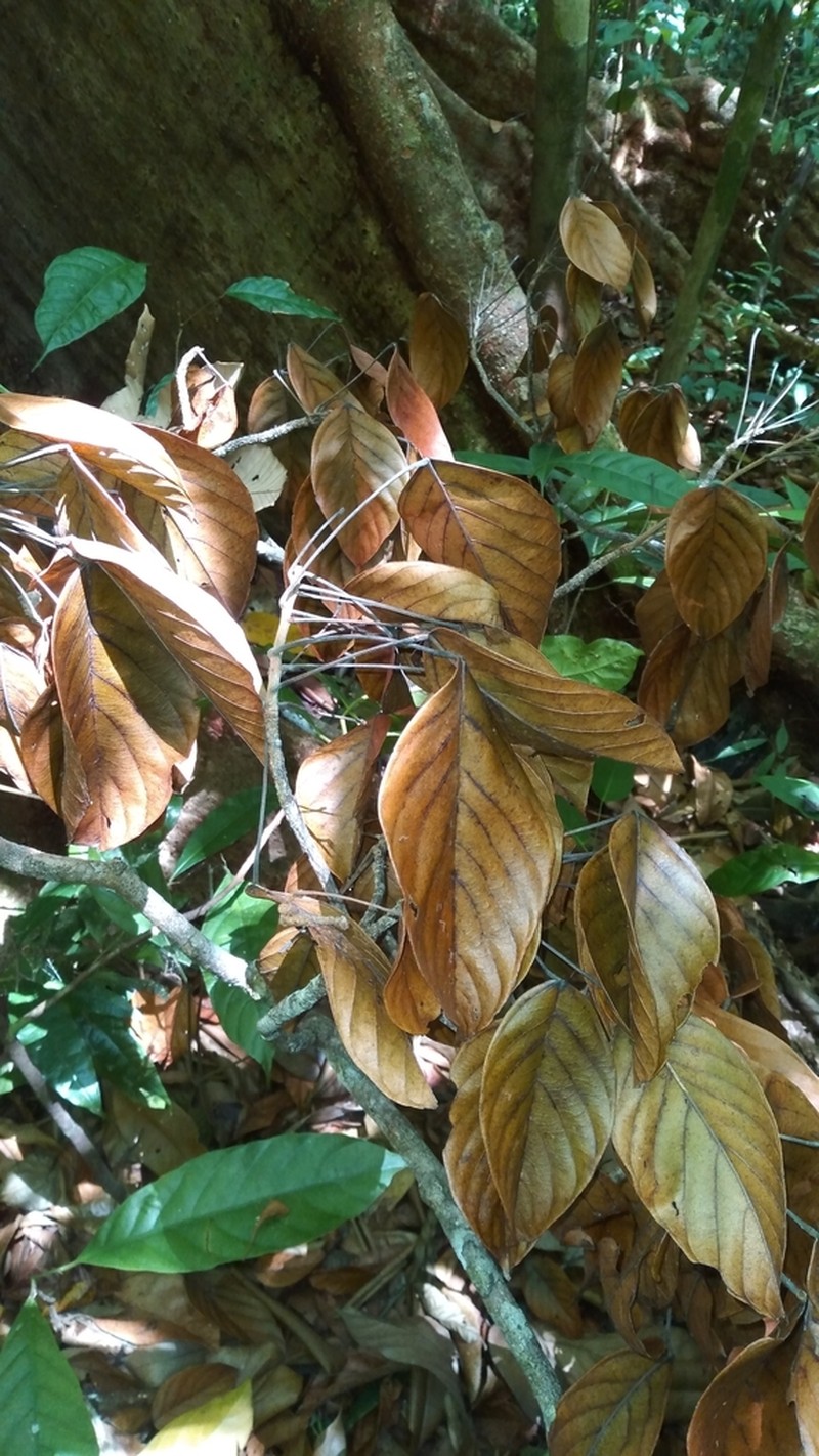 Huberodendron allenii photo 8