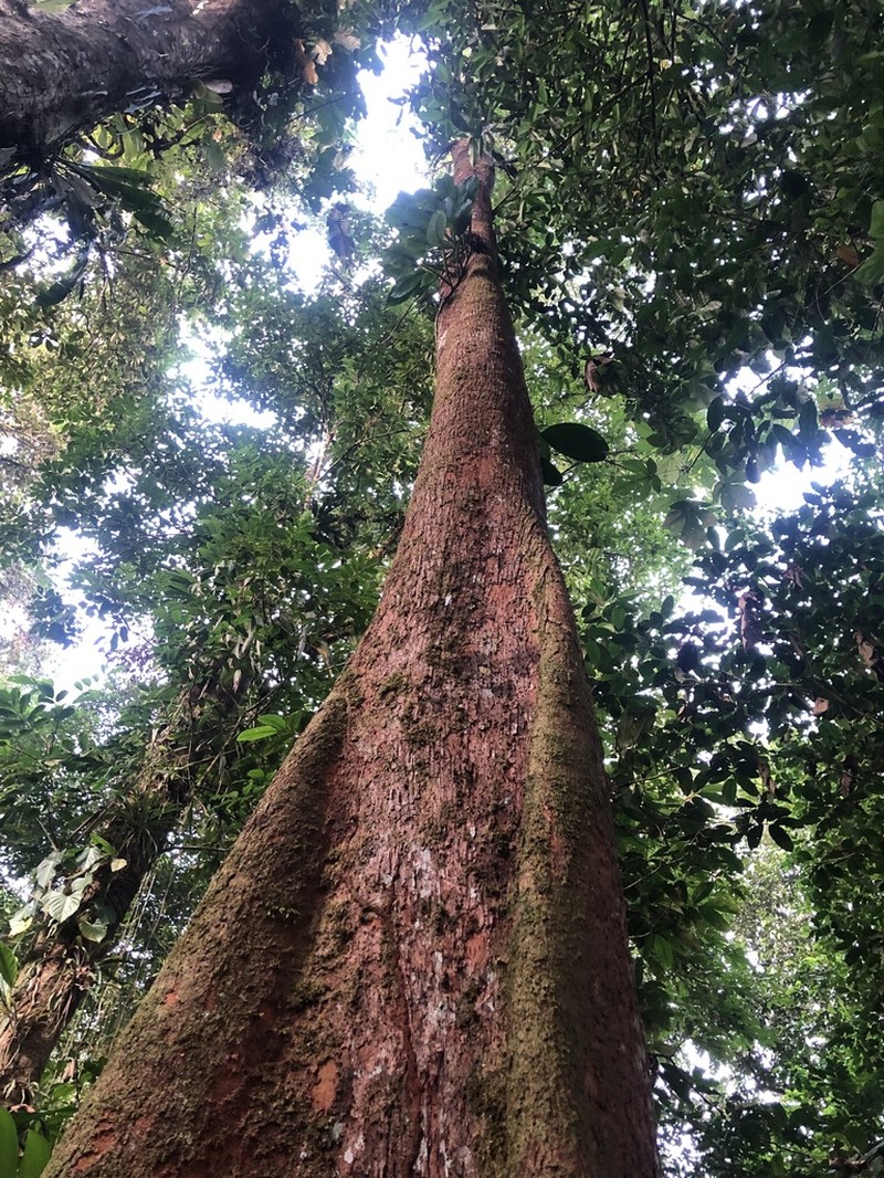 Huberodendron patinoi
