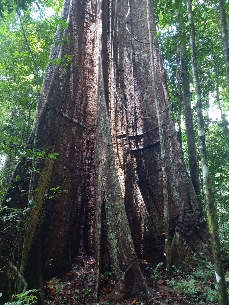 Huberodendron swietenioides
