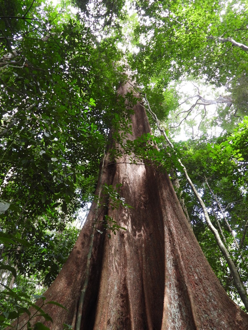 Huberodendron swietenioides photo 2