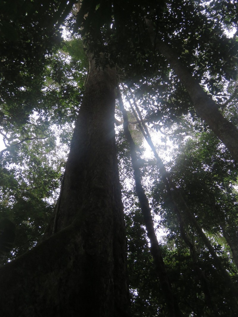 Huberodendron swietenioides photo 3