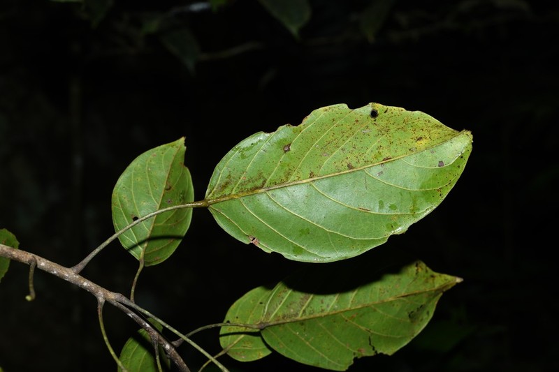 Huberodendron swietenioides photo 5