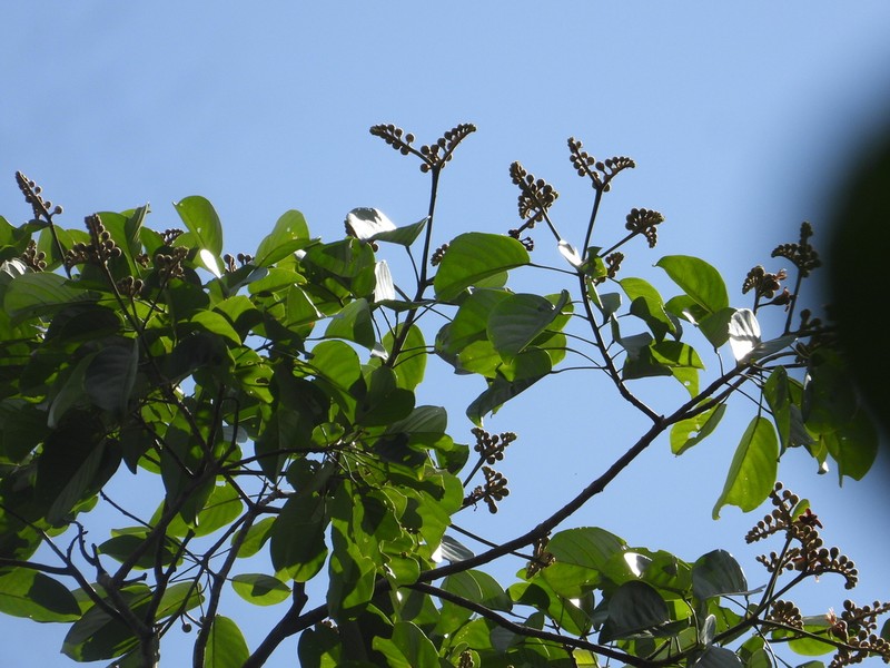Huberodendron swietenioides photo 6