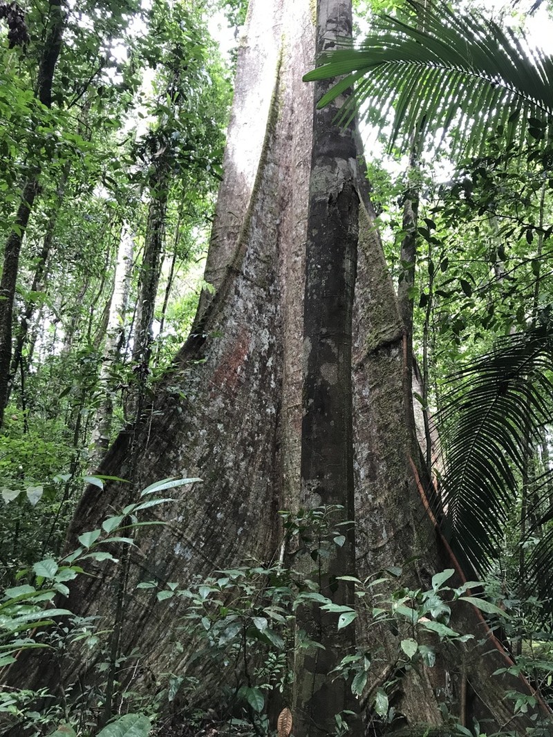 Huberodendron swietenioides photo 8
