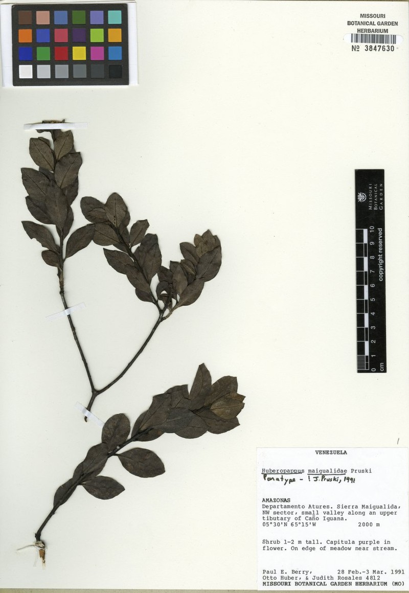 Huberopappus maigualidae
