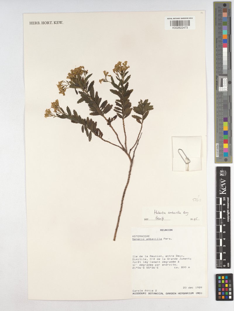 Hubertia ambavilla var. ambavilla