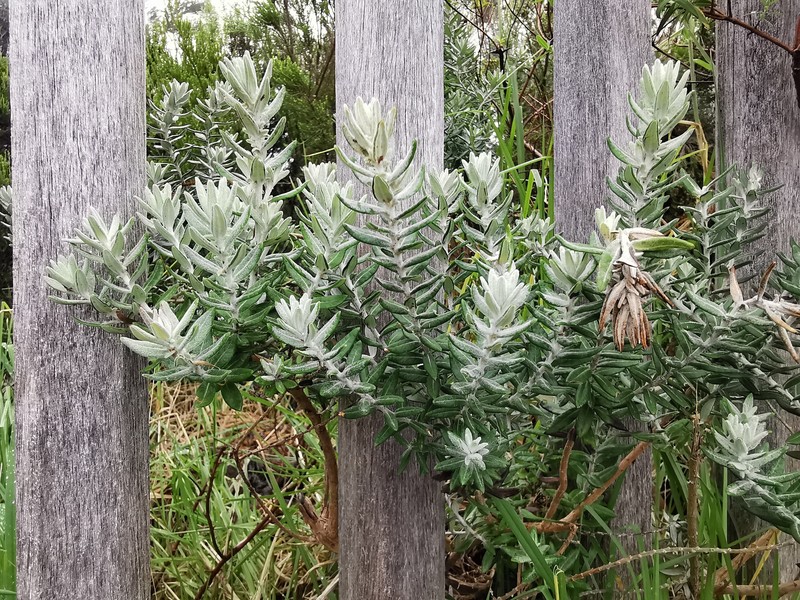 Hubertia tomentosa var. tomentosa