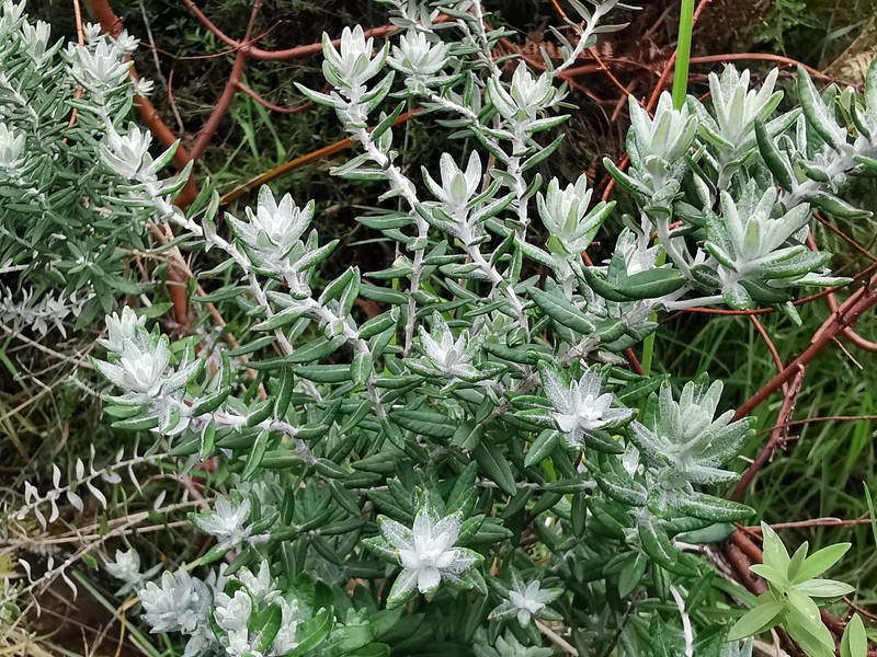 Hubertia tomentosa var. tomentosa photo 2