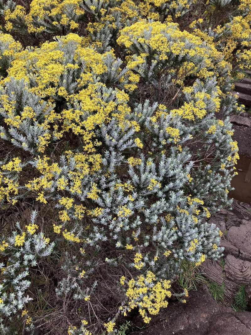 Hubertia tomentosa var. tomentosa photo 3