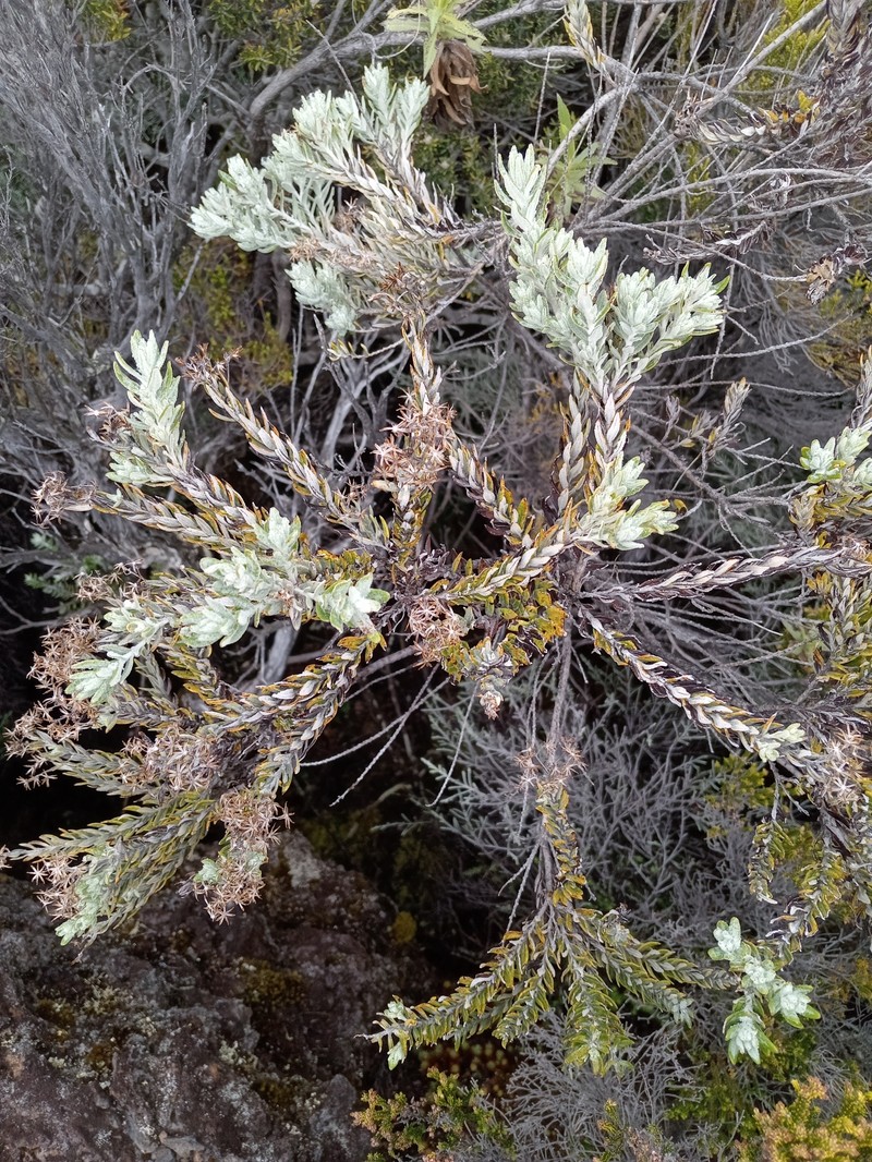 Hubertia tomentosa var. tomentosa photo 4
