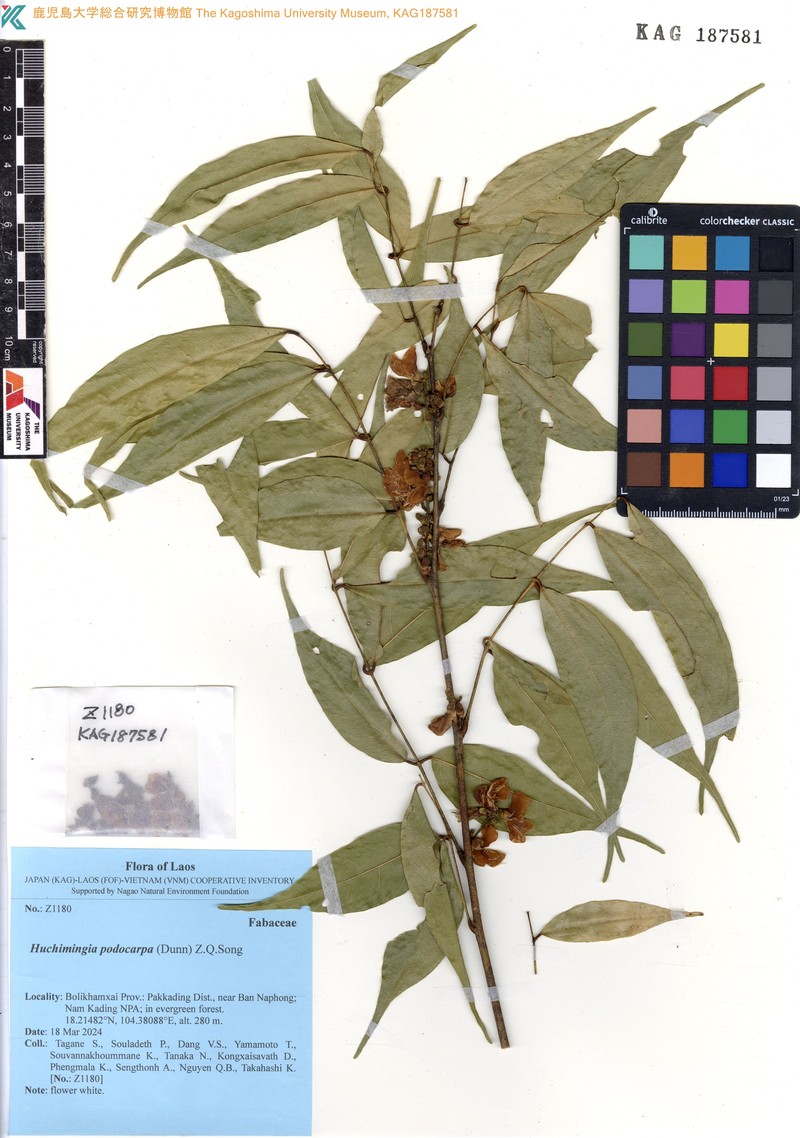 Huchimingia podocarpa