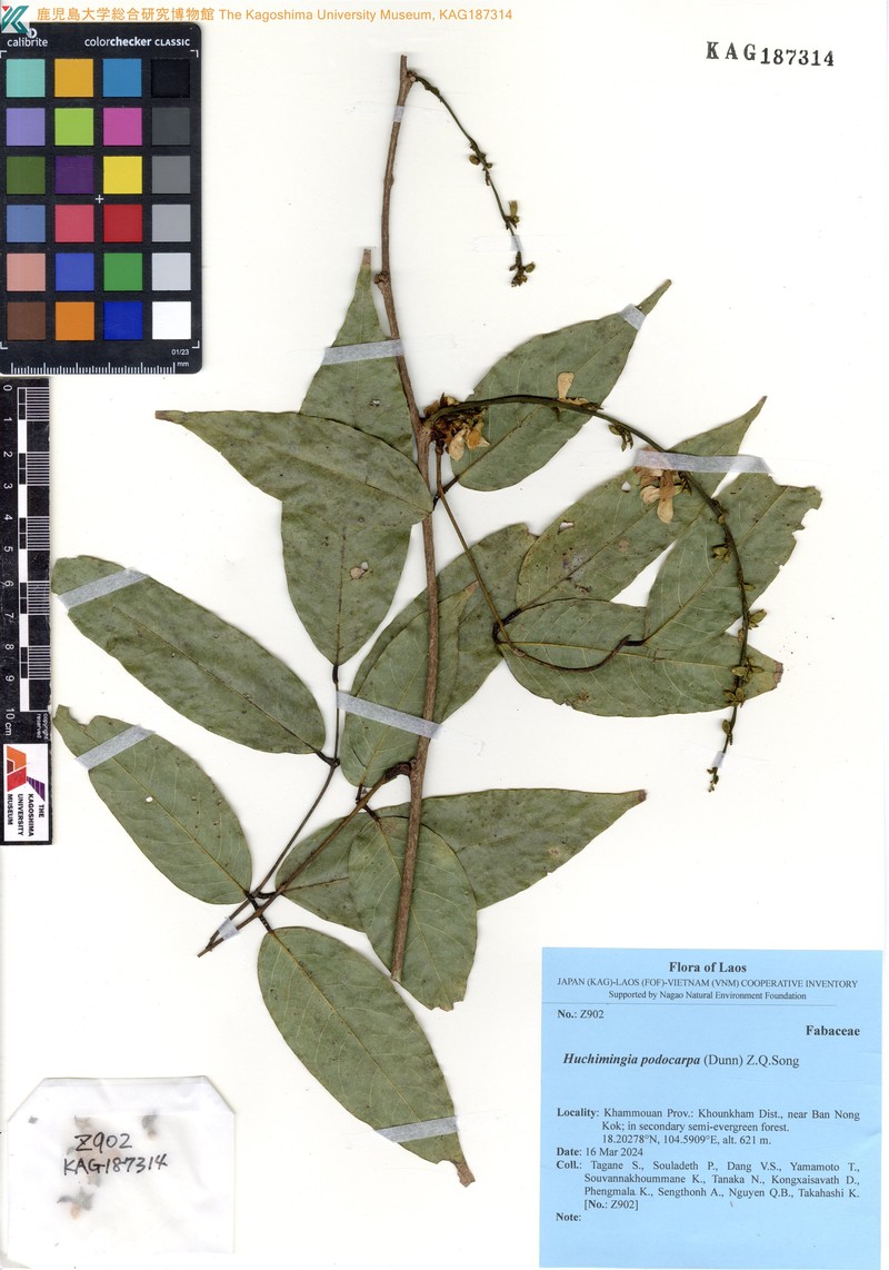 Huchimingia podocarpa photo 2