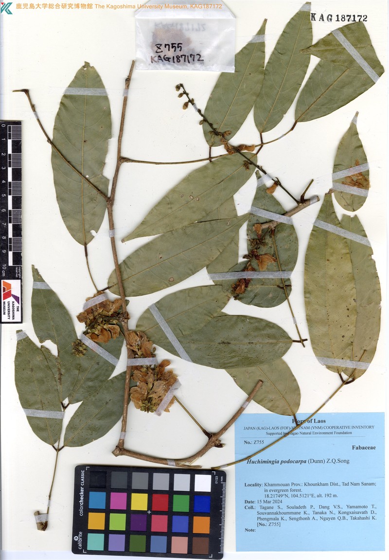 Huchimingia podocarpa photo 3