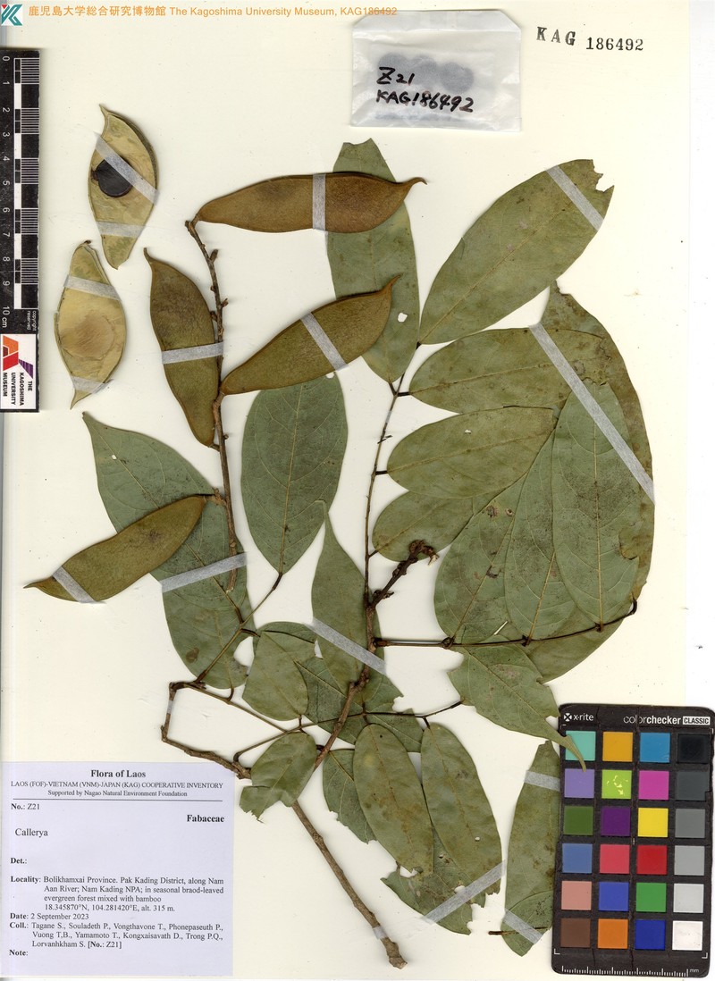 Huchimingia podocarpa photo 4