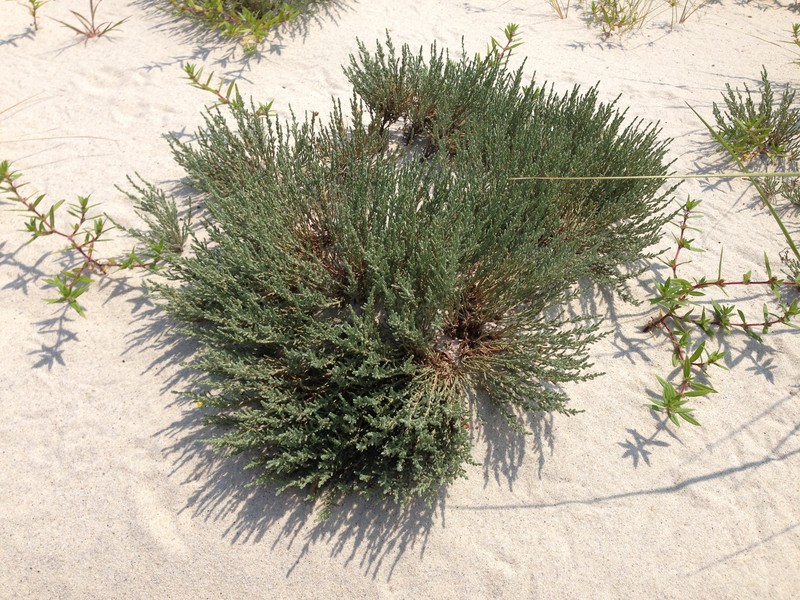 Pine Barren Goldenheather photo 2