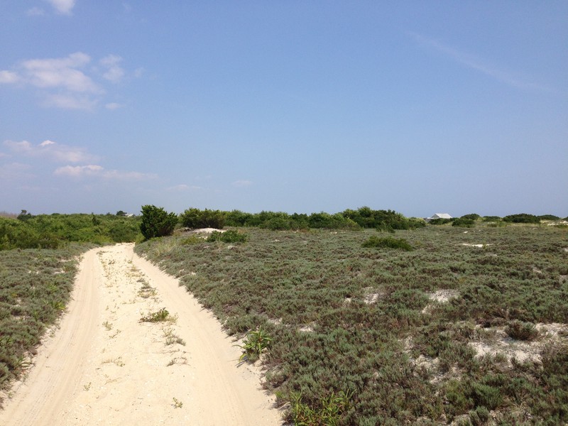 Pine Barren Goldenheather photo 3